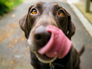 Service and Therapy Animals for People with Disabilities